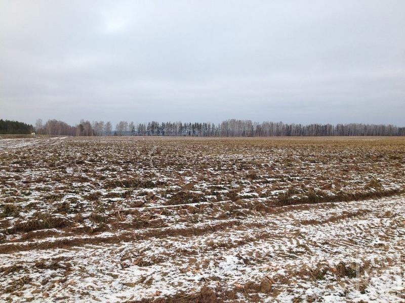 На полях Елабужского района замерзают овощи
