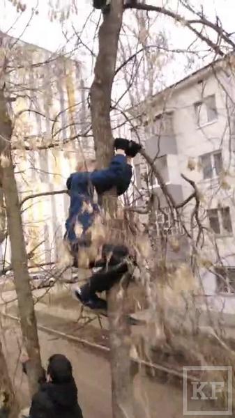 Видео: в Челнах школьники спасли просидевшую двое суток на дереве кошку