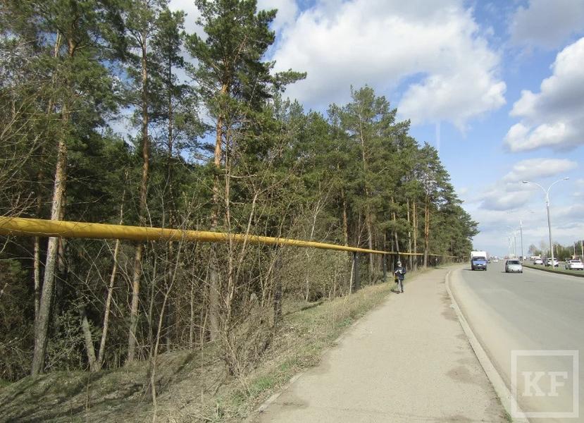 Караул кричать поздно: Шильнинский лес сдали в аренду частникам