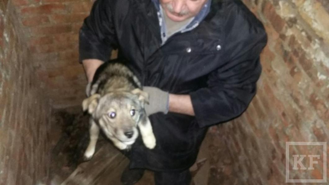 В Елабуге неизвестный выбросил щенков в яму у бывшего приюта для бездомных животных