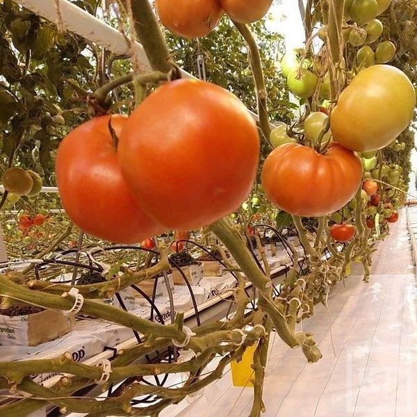 В Татарстане прибыль тепличного комбината «Майский» от продажи овощей и ягод составила 477 млн рублей в 2014 году