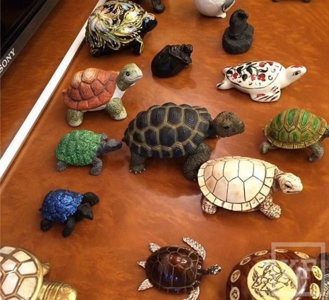 Рустам Минниханов поделился в instagram фотографиями своей коллекции черепах