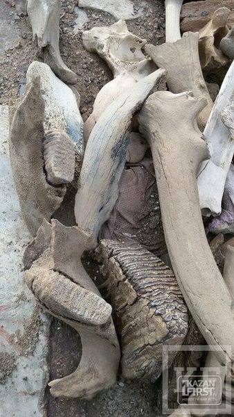 На одном из заводов Челнов рабочие обнаружили останки, предположительно, мамонта