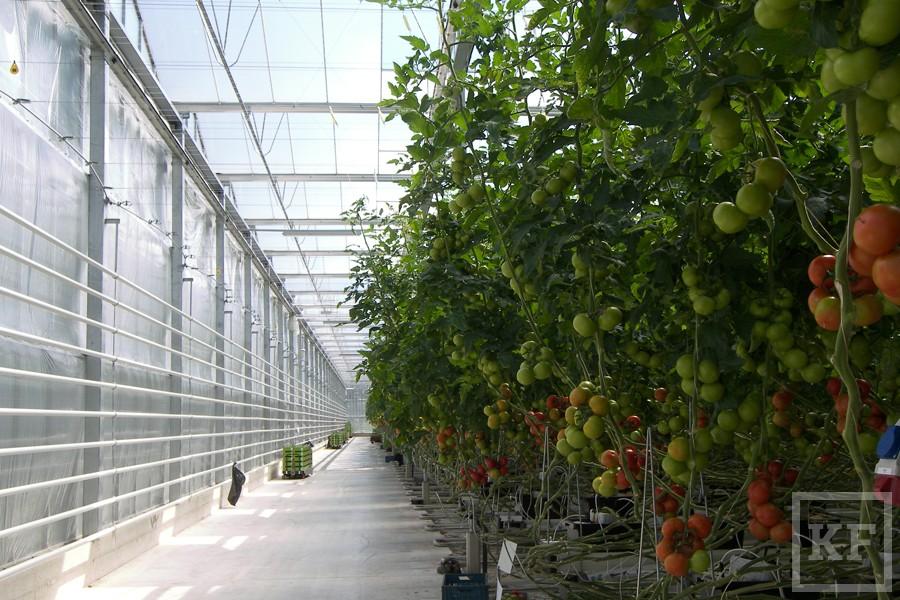 Татарстан снизит зависимость России от импорта овощей и фруктов