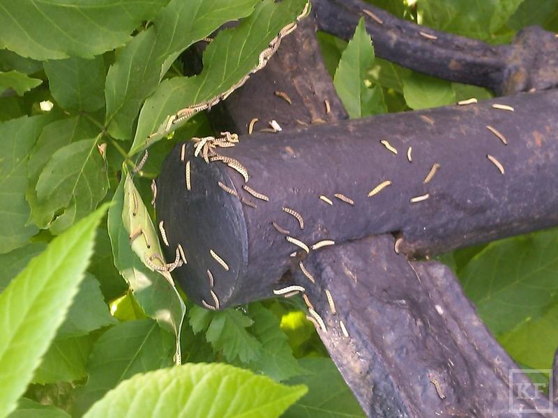 Жители Казани жалуются на гусениц, объедающих деревья у подъездов домов и в садах
