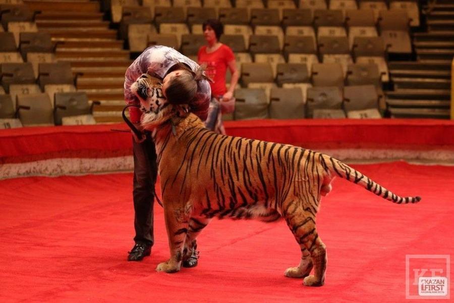Тигры Запашных в казанском цирке