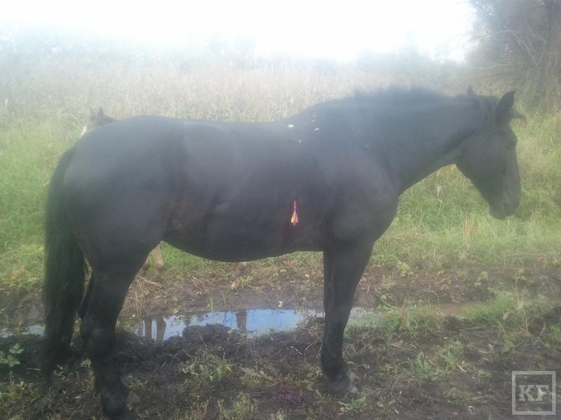 В Нижнекамске неизвестные подстрелили лошадь из арбалета