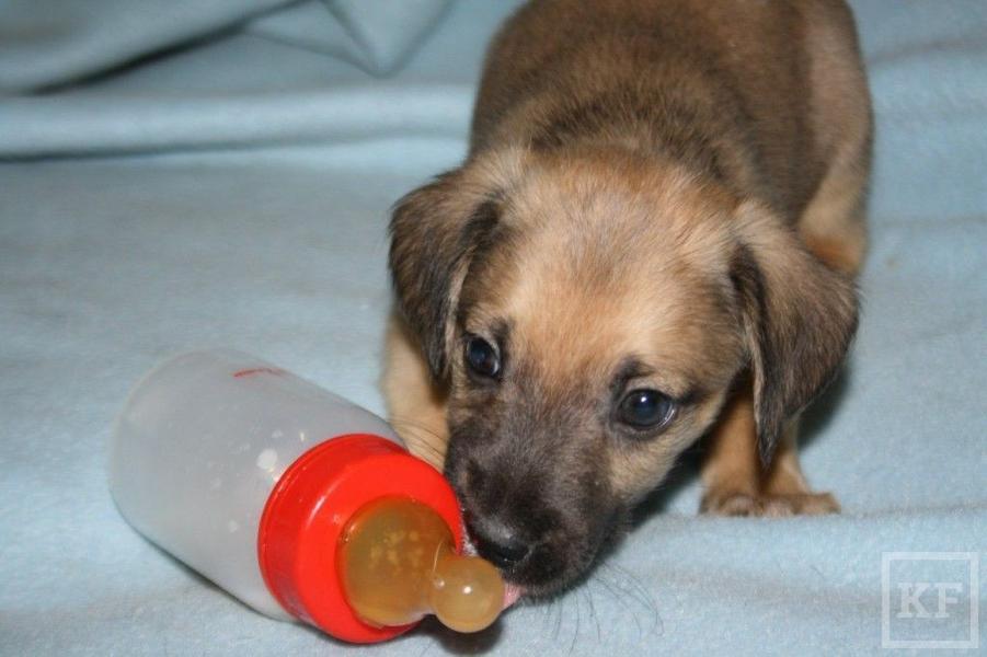 В Набережных Челнах 60 собак из приюта «Азира» могут остаться на улице