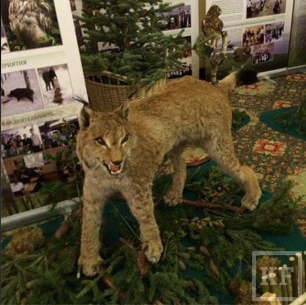 Рустам Минниханов выложил в Instagram фото хищников Татарстана