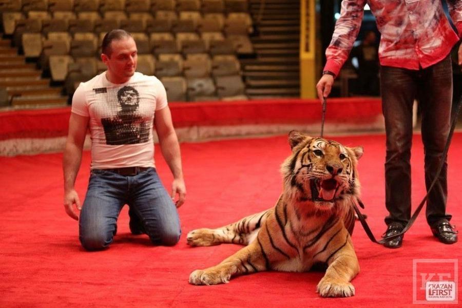 Тигры Запашных в казанском цирке