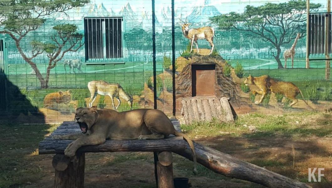 Зоопарк «Тулпар» в Челнах подал в суд на жителя, который рассказал об ужасных реалиях в зверинце