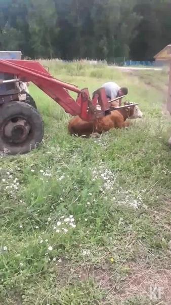 Минсельхоз Татарстана прокомментировал инцидент с фермером, прижавшим корову вилами