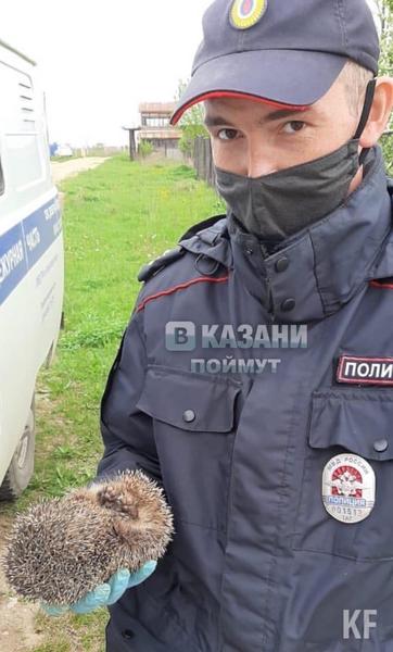 Полицейские Татарстана спасли запутавшегося в сетях ежика