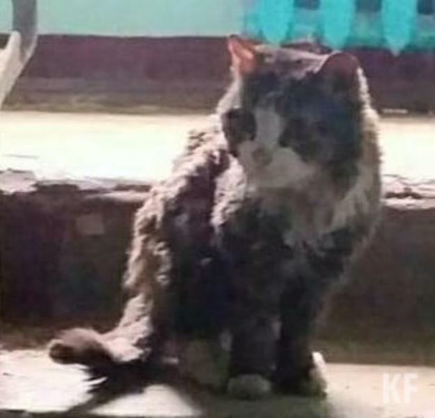 В соцсетях ищут дом кошке, пострадавшей во время взрыва газа в казанской квартире