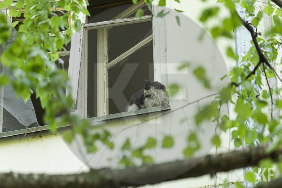 В Казани из пострадавшей от взрыва газа квартиры выпала кошка