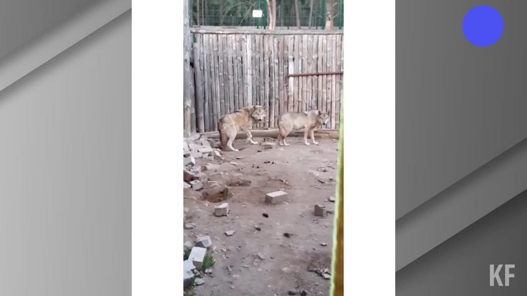 «Мы их даже перекармливаем»: в челнинском «Тулпаре» ответили на видео с мертвыми животными