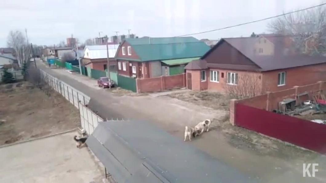 Прокуратура Татарстана начала проверку инцидента, при котором два алабая разорвали овчарку