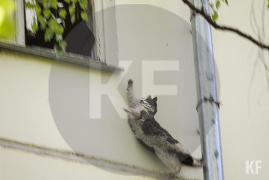 В Казани из пострадавшей от взрыва газа квартиры выпала кошка