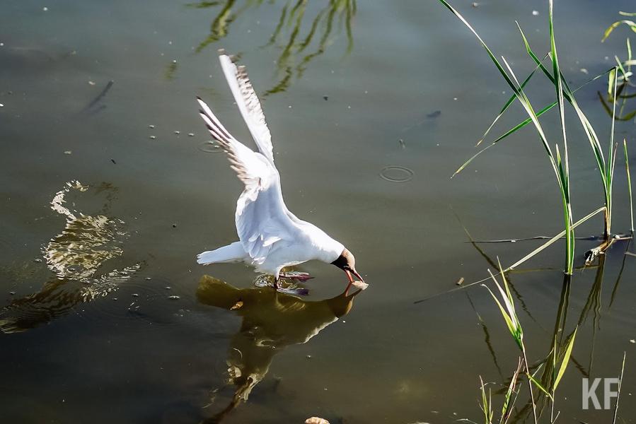 Чайки атакуют: в Татарстане возможна вспышка птичьего гриппа