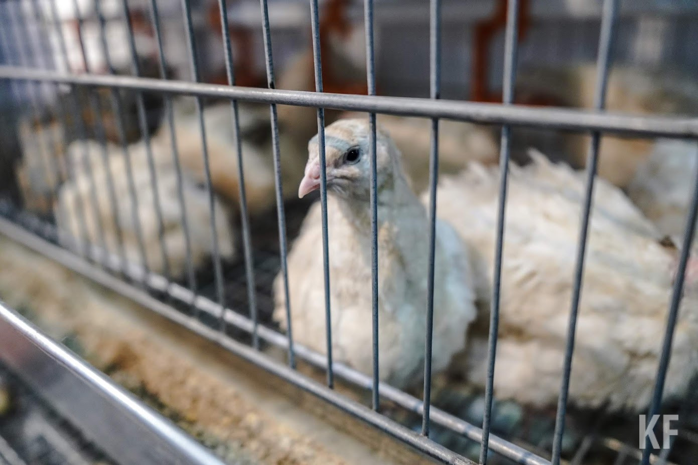 Чайки атакуют: в Татарстане возможна вспышка птичьего гриппа