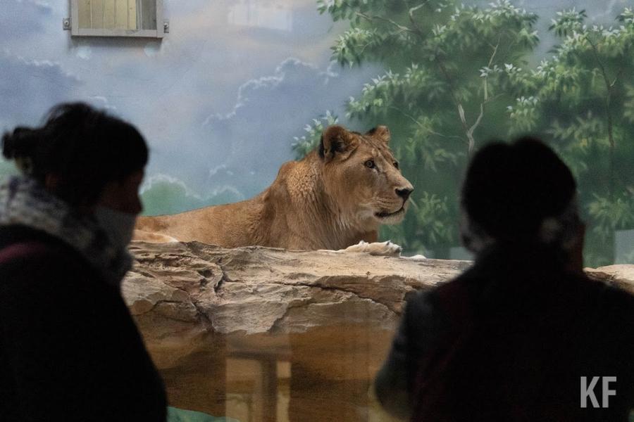 На достройку казанского зоопарка «Река Замбези» выделят полмиллиарда рублей