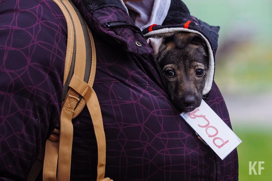 С бездомными собаками в Альметьевске начнут работать по-новому