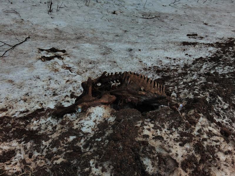 Жители поселка Тукаевского района в очередной раз нашли останки животных