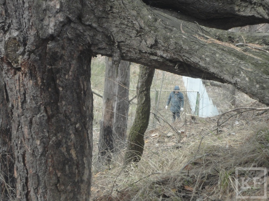 Караул кричать поздно: Шильнинский лес сдали в аренду частникам