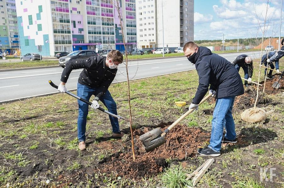 В Нижнекамске высадили 75 берез