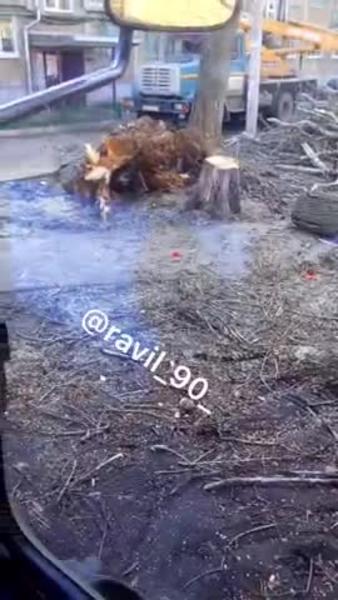 В Казани по улице Батыршина на авто упало дерево: машина сильно повреждена