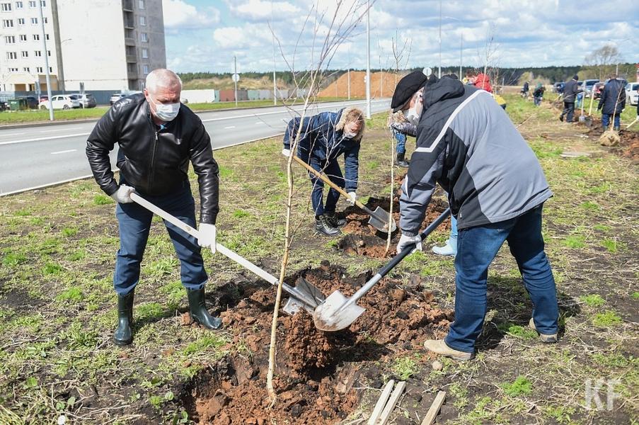 В Нижнекамске высадили 75 берез