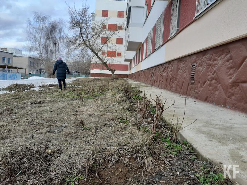 Опасный американский сорняк захватывает челнинские дворы