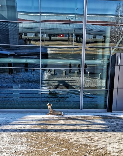 В казанский аэропорт прибежала настоящая косуля