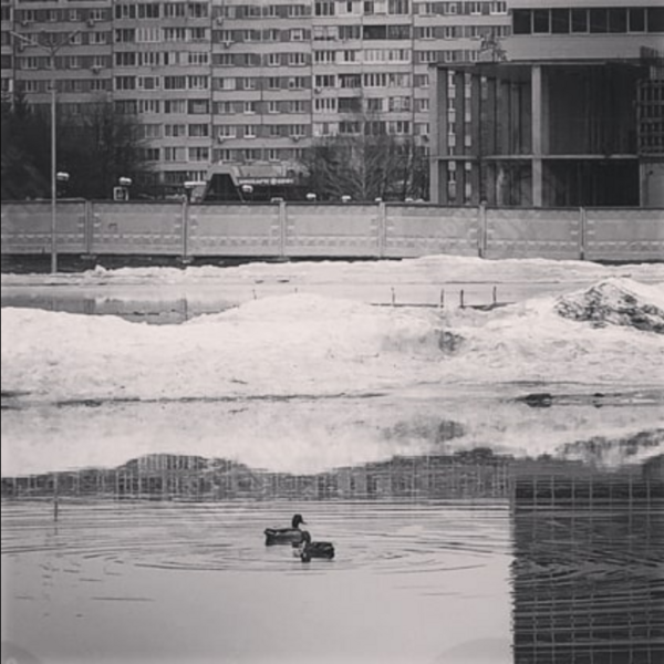 Лужи у мэрии Челнов и в Подсолнухах облюбовали утки с лебедями