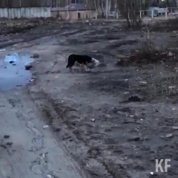 В Казани щенок чуть не погиб от рук живодеров - они надели на него пластиковый баллон