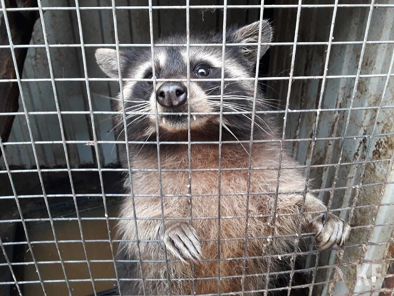 Из челнинского зверинца бесследно исчезли его обитатели