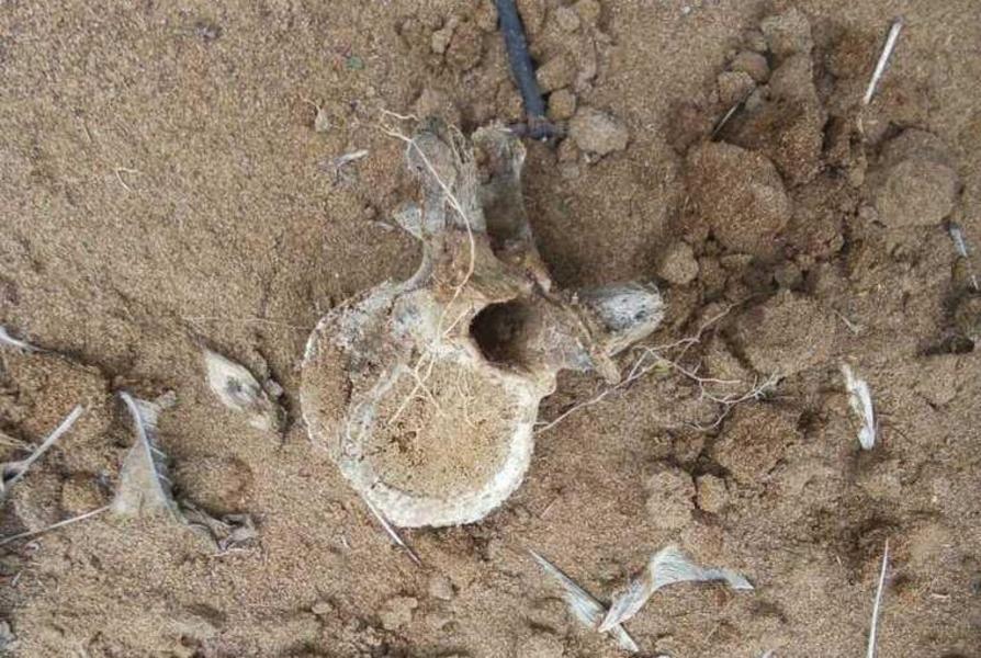 Дачники в Нижнекамском районе находят на своих участках человеческие кости Дачники в Нижнекамском районе находят на своих участках человеческие кости