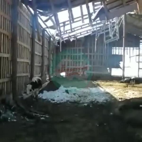 Работники колхоза «Правда» в Татарстане назвали клеветой и монтажем видео с умирающими коровами