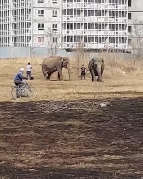 Видео: в Набережных Челнах гуляют слоны