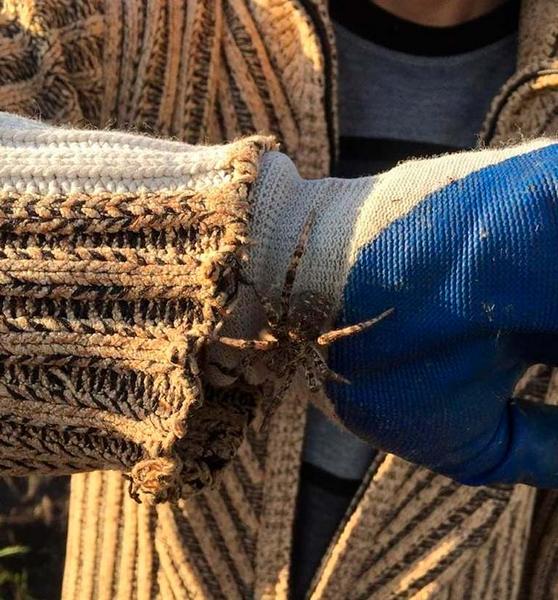 В Татарстане поймали краснокнижного тарантула, укус которого ядовит