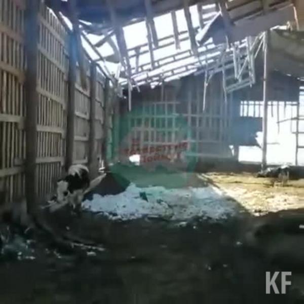 Минсельхоз Татарстана проверил ферму «Правда» после скандала с трупами телят