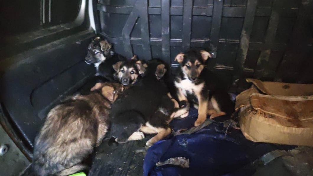 В Осиново свора собак растерзала ребенка. Жители требуют снять запрет на отстрел бездомных животных