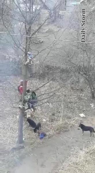 Стая бездомных собак загнала школьников на дерево Стая бездомных собак загнала школьников на дерево