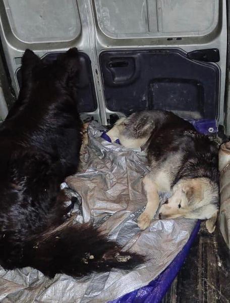 В Осиново свора собак растерзала ребенка. Жители требуют снять запрет на отстрел бездомных животных