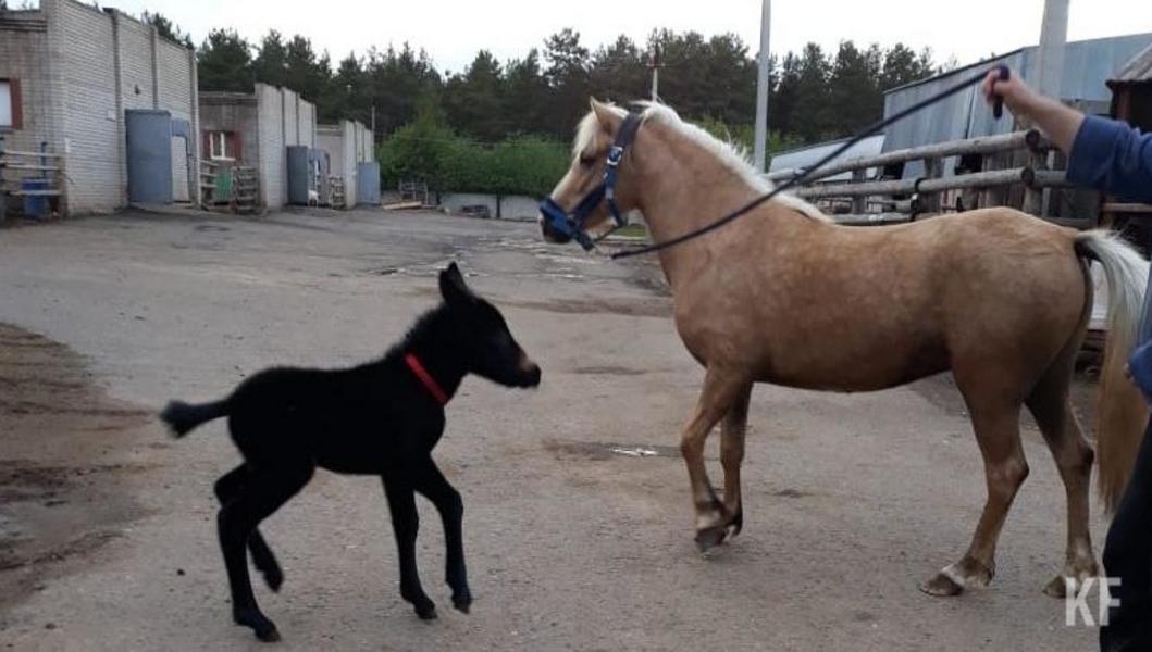Из челнинского зверинца бесследно исчезли его обитатели