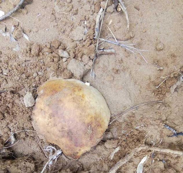 Дачники в Нижнекамском районе находят на своих участках человеческие кости Дачники в Нижнекамском районе находят на своих участках человеческие кости