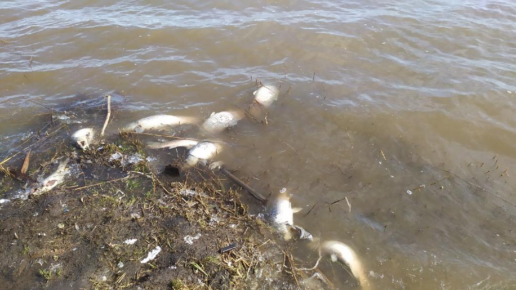 Под Челнами зафиксировали массовый мор рыбы