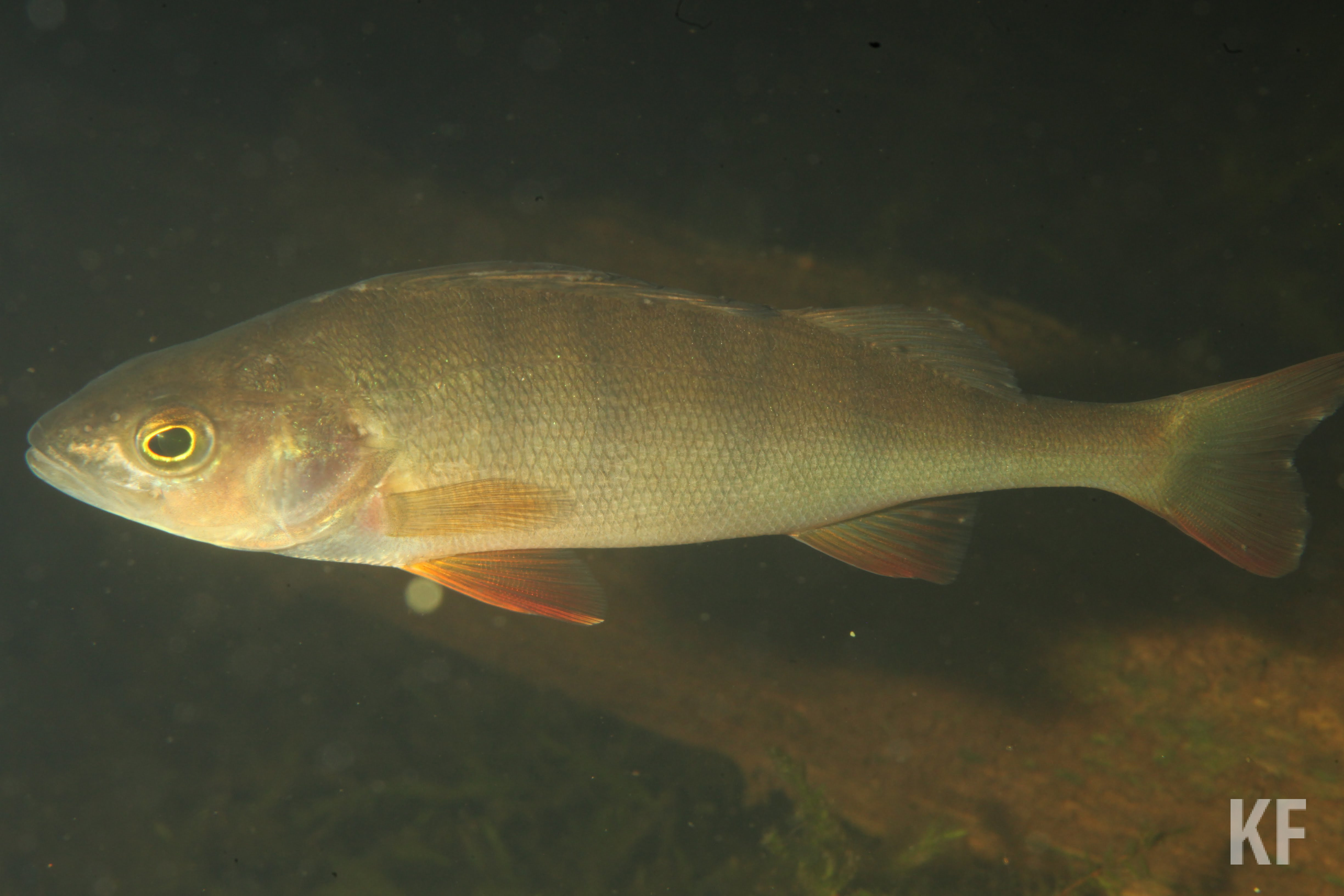 «Надо было организации заранее собрать все нефтепродукты, до паводка и таяния снега»