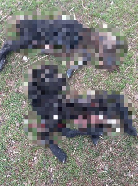 Бездомные псы загрызли баранов в селе Нижнекамского района