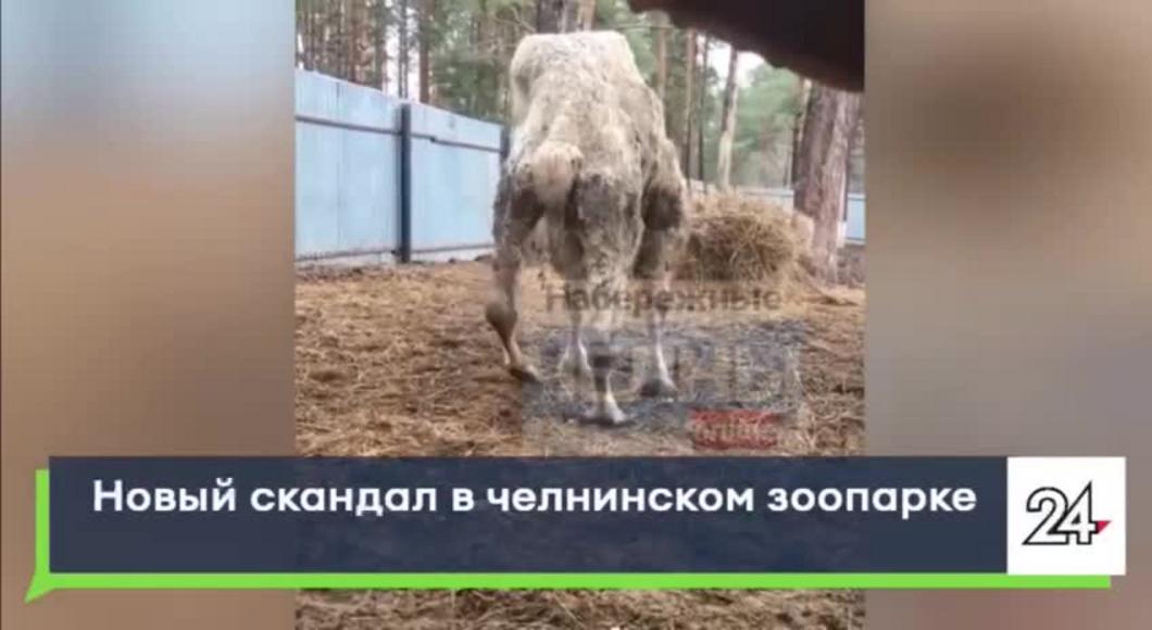 Работник «Тулпара» Челнов - об очередном скандальном видео: У верблюда врожденная болезнь